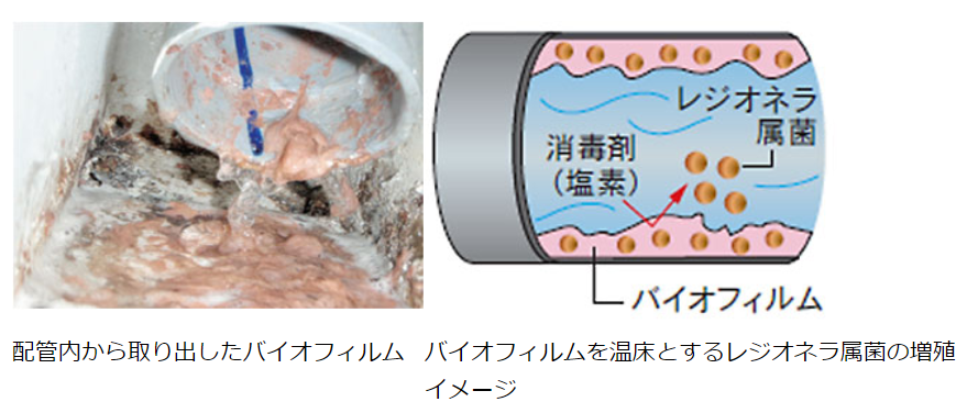 配管内に菌が繁殖すると、バイオフィルム（生物膜）を生成します。レジオネラ属菌はこのバイオフィルムに寄生して繁殖する。日本水処理工業株式会社 