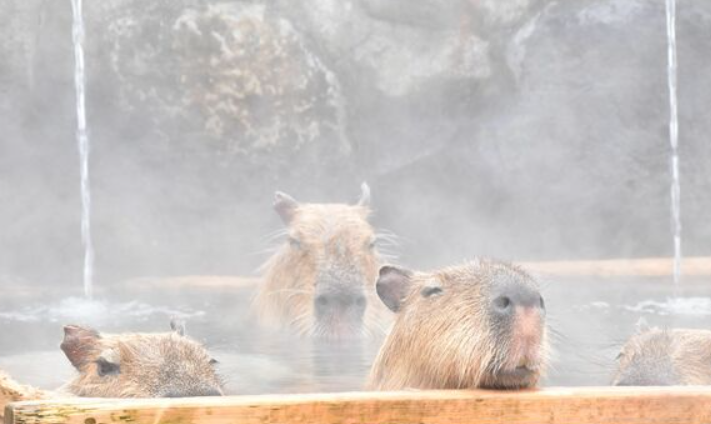 ほっこり動物話題 カピバラもお風呂好き 1時間以上も入れちゃう 長風呂対決が決着 東京湯めぐり倶楽部